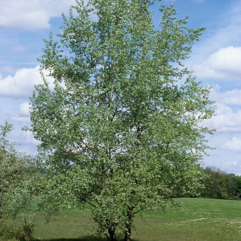 Populus alba - Pioppo bianco (Porto)