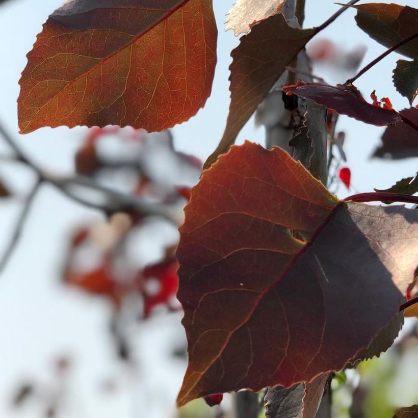 Populus deltoides Fuego (Foliage)