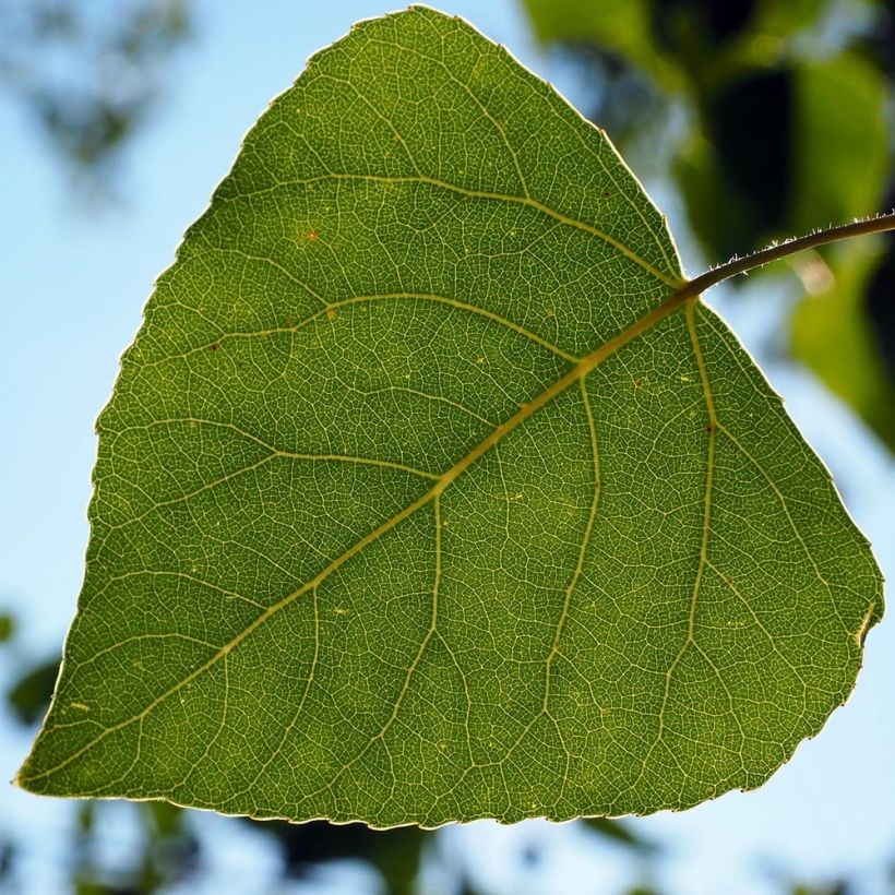 Populus nigra Italica - Pioppo italico (Fogliame)