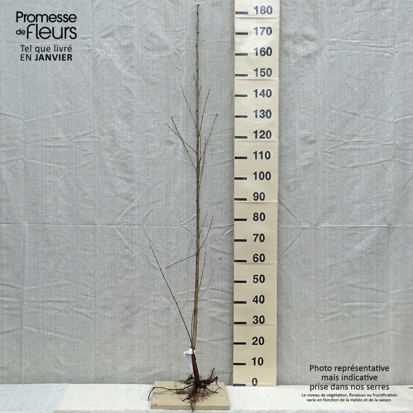 Populus nigra - Pioppo nero Piante piccole a radice nuda esemplare consegnato in inverno