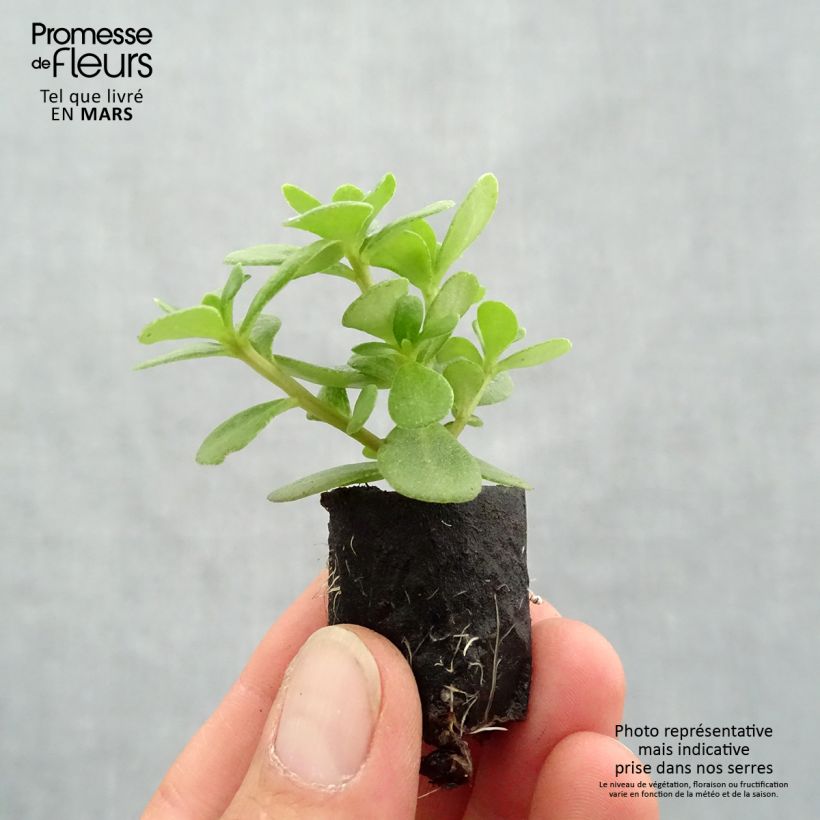 Example of Portulaca Pazzaz Nano Orange mini zolla... as you get in printemps