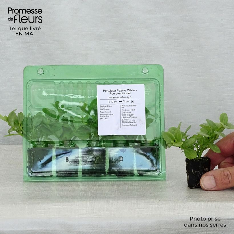 Example of Portulaca Pazzaz White mini zolla... as you get in printemps