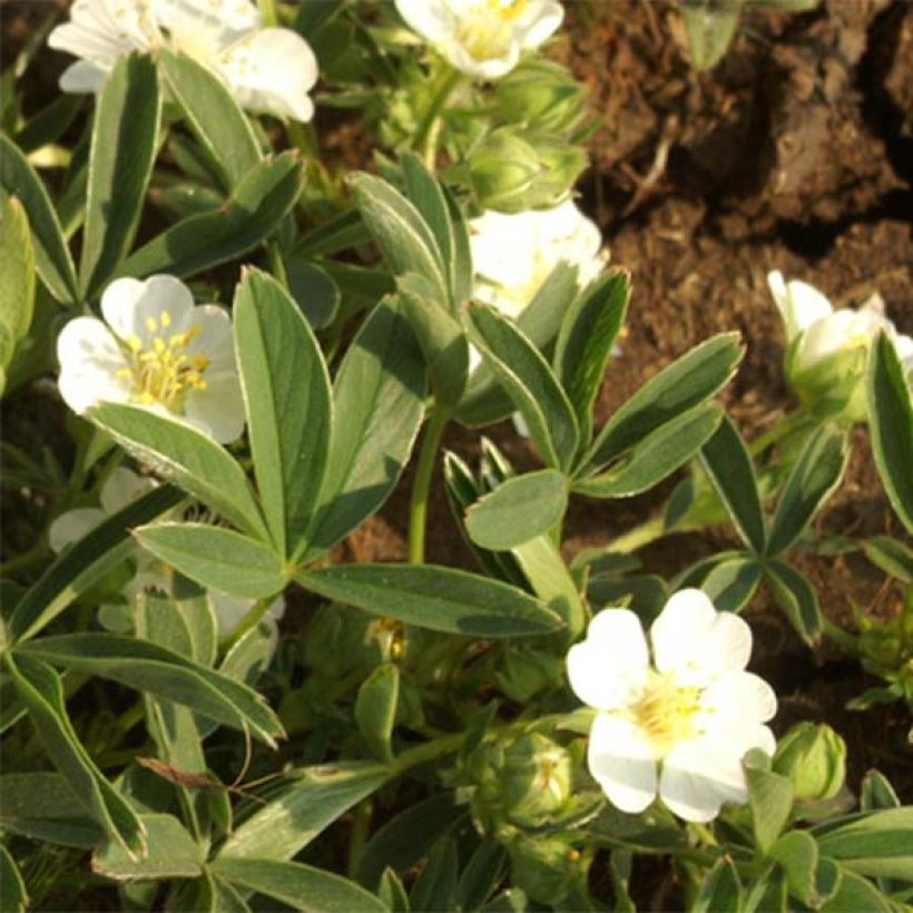Potentilla alba - Cinquefoglia bianca (Flowering)