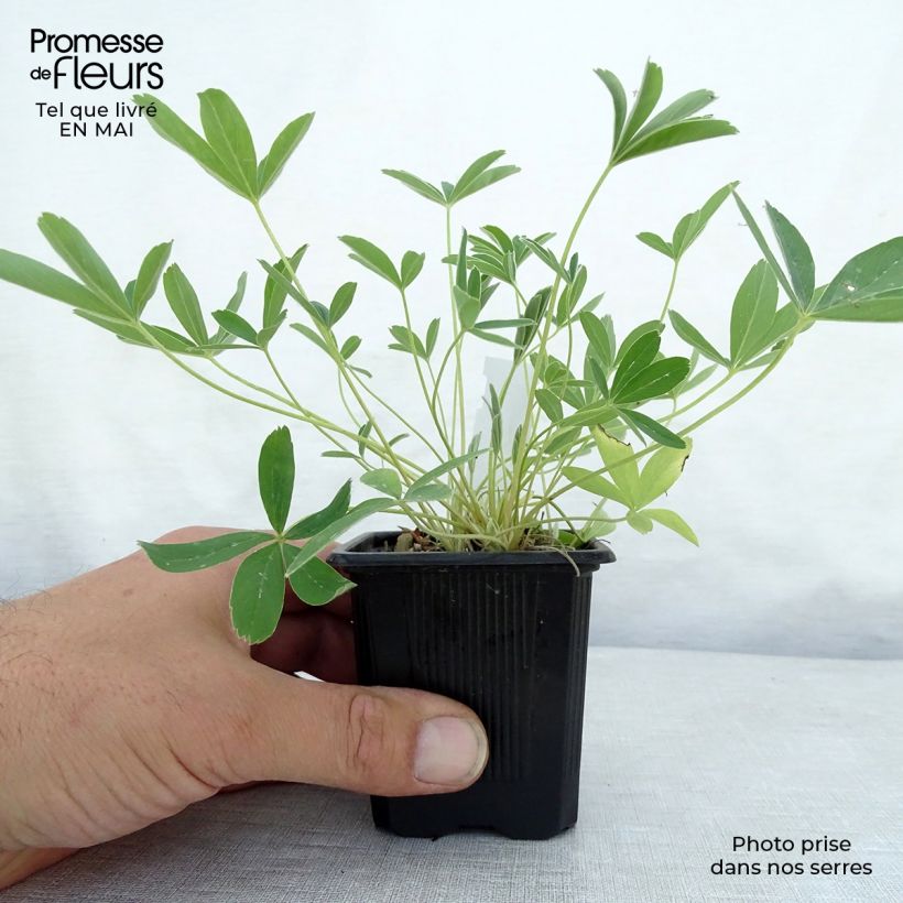 Example of Potentilla alba - Cinquefoglia bianca Vasetto da 8/9 cm as you get in printemps