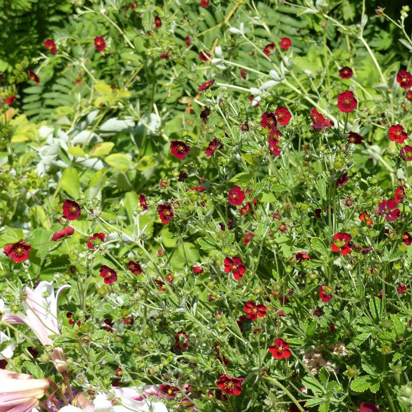 Potentilla atrosanguinea - Cinquefoglia (Porto)