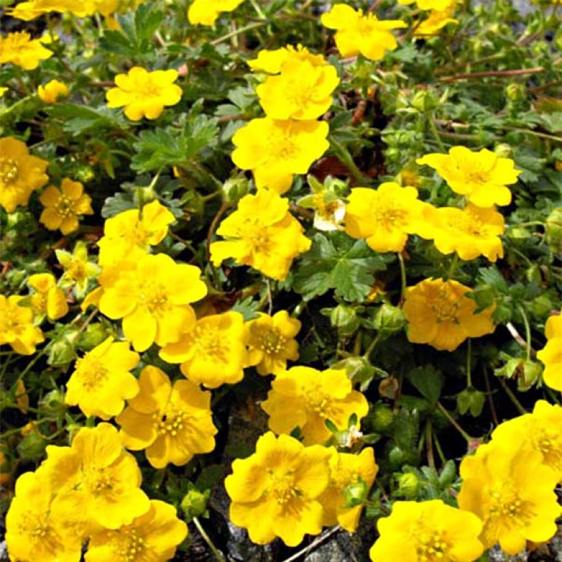 Potentilla aurea - Cinquefoglia fior d'oro (Flowering)