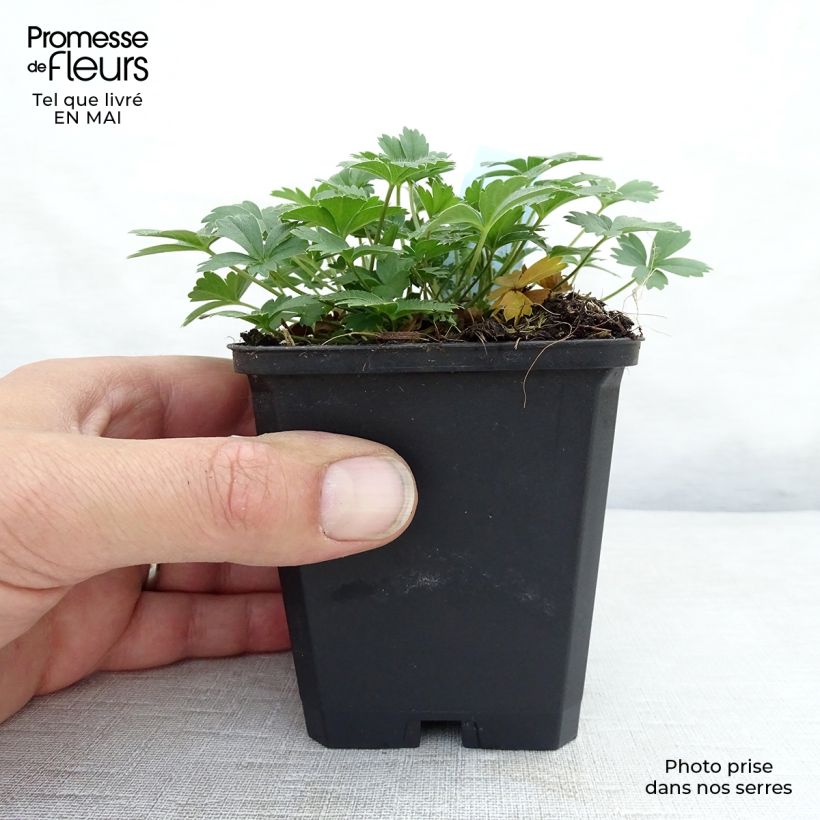 Example of Potentilla aurea - Cinquefoglia fior d'oro Vasetto da 8/9 cm as you get in printemps