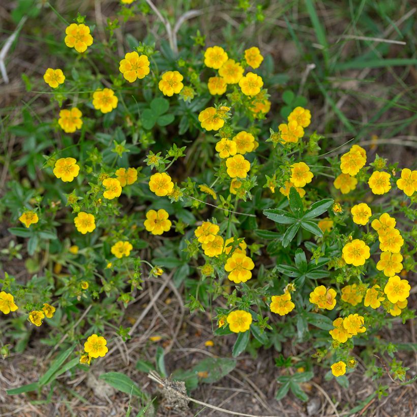 Potentilla aurea - Cinquefoglia fior d'oro (Plant habit)