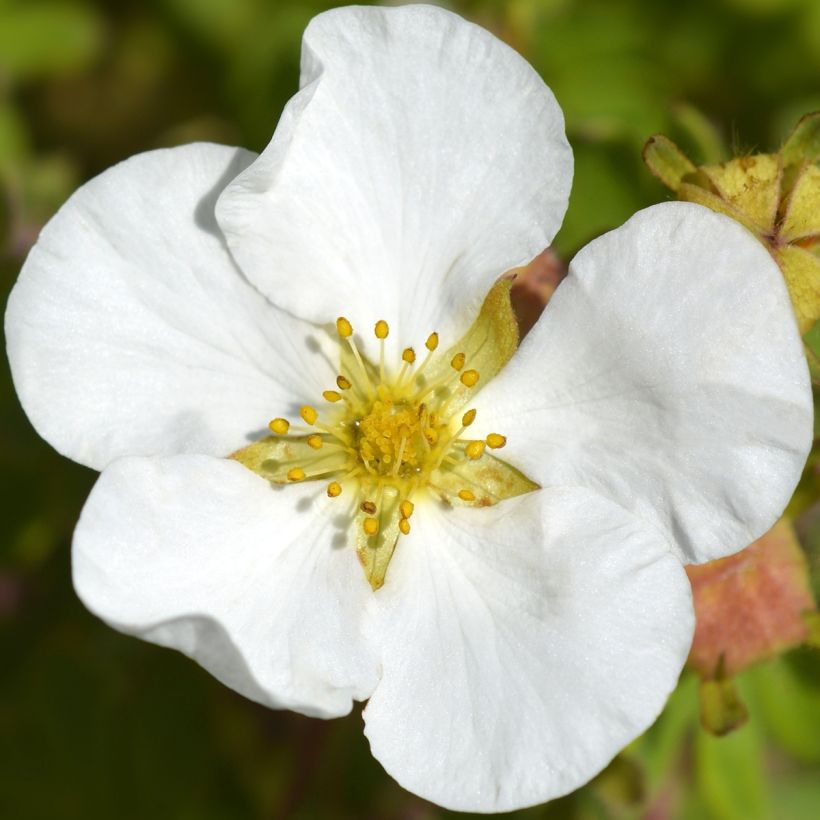 Potentilla fruticosa Bella Bianca (Fioritura)