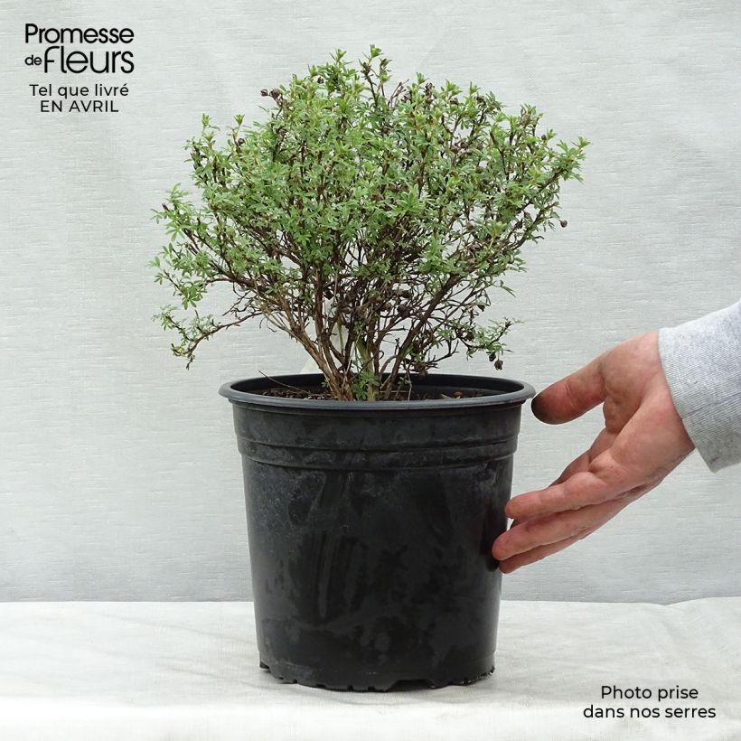 Example of Potentilla fruticosa Bellissima Vaso da 2L/3L as you get in printemps