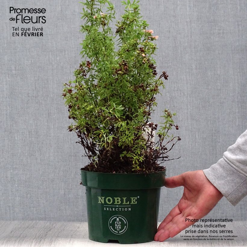 Esemplare di Potentilla fruticosa Bellissima Vaso da 2L/3L come consegnato in autunno