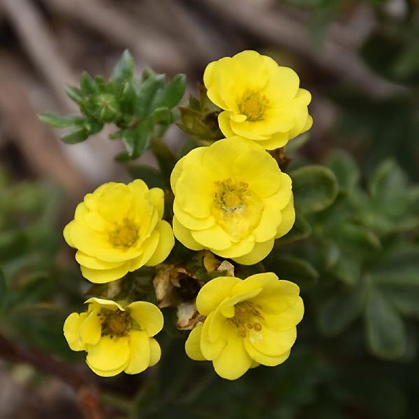 Potentilla fruticosa Citrus Tart (Flowering)