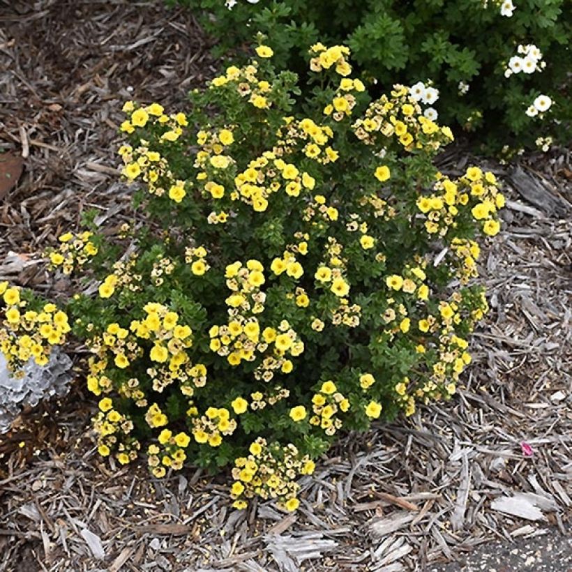 Potentilla fruticosa Citrus Tart (Plant habit)