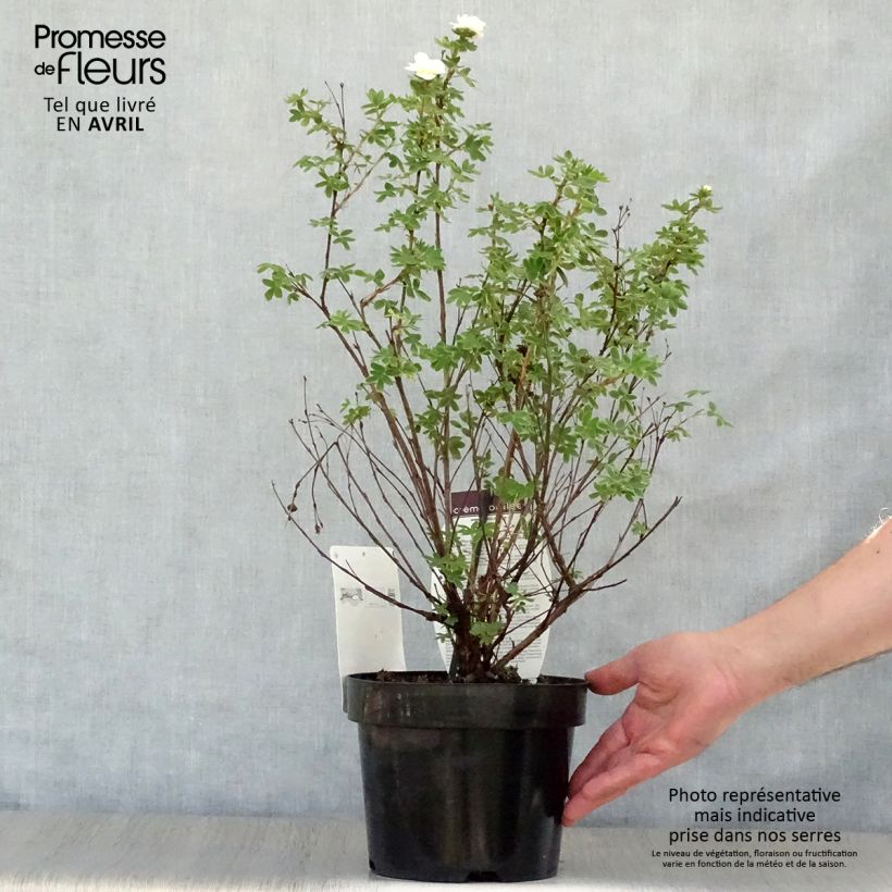Example of Potentilla fruticosa Creme brulée Vaso da 2L/3L as you get in printemps