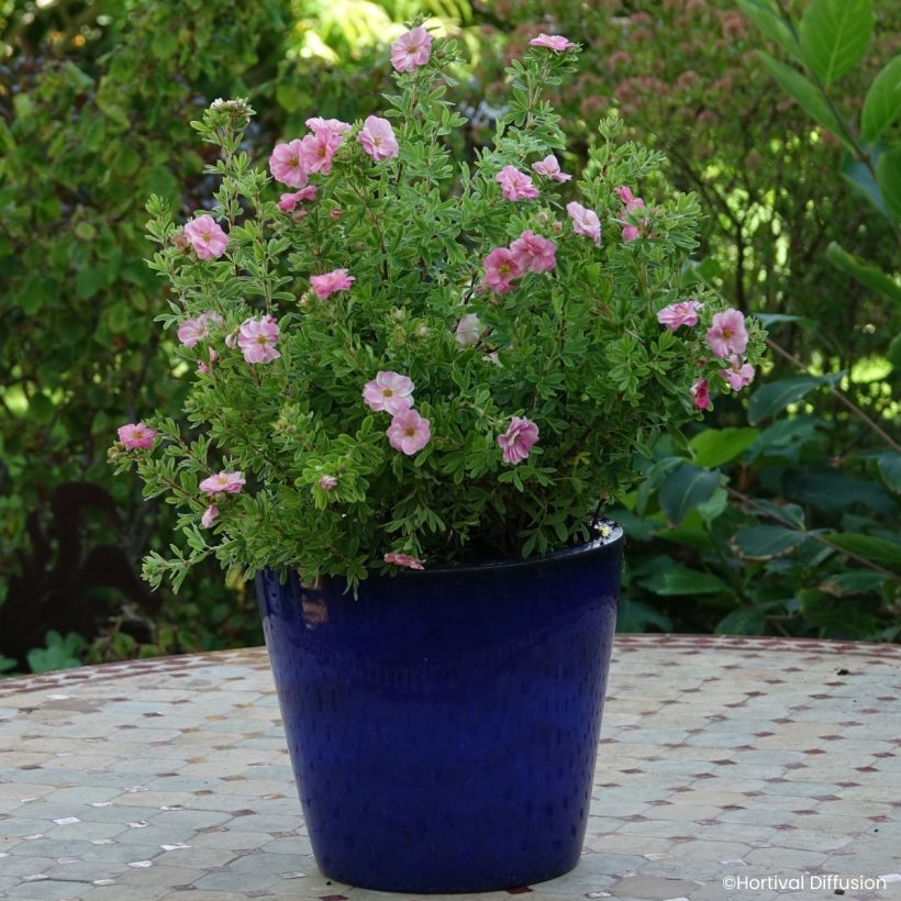 Potentilla fruticosa Double Punch Pink - Potentille arbustive (Porto)
