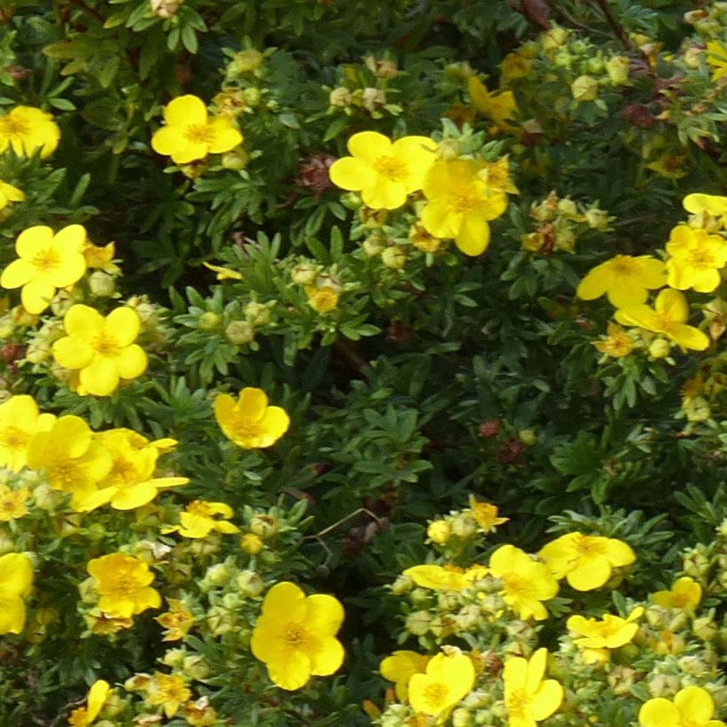 Potentilla fruticosa Goldfinger (Foliage)