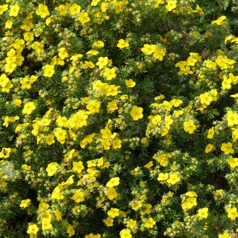 Potentilla fruticosa Goldfinger (Flowering)