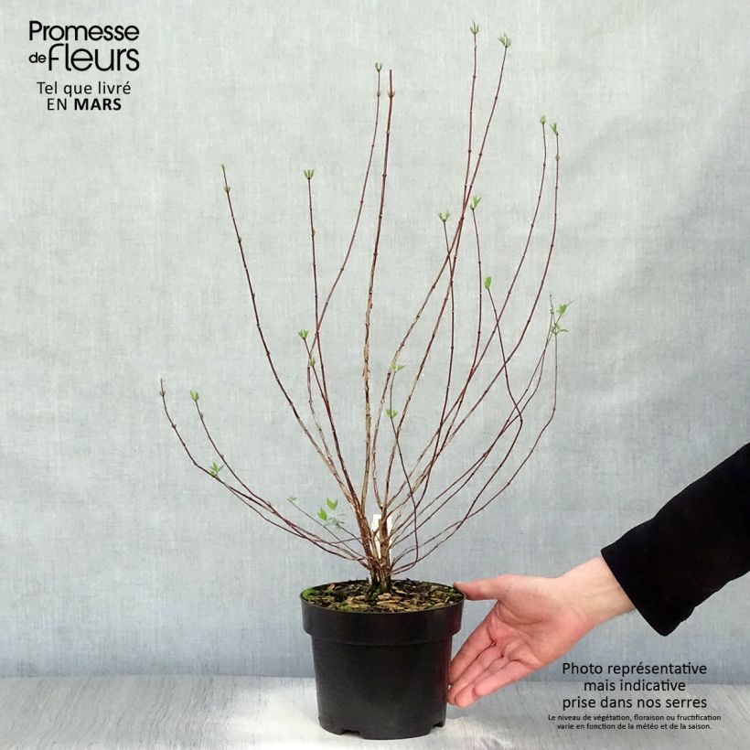 Example of Potentilla fruticosa Goldfinger Vaso da 3L/4L as you get in printemps