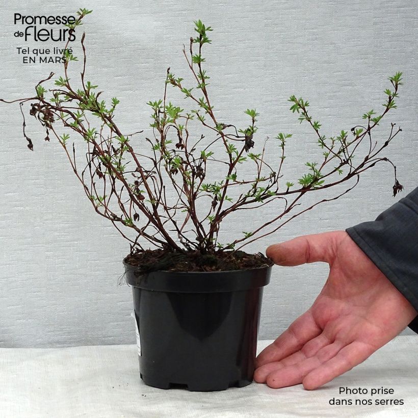 Example of Potentilla fruticosa Goldfinger Vaso da 1L/1,5L as you get in printemps