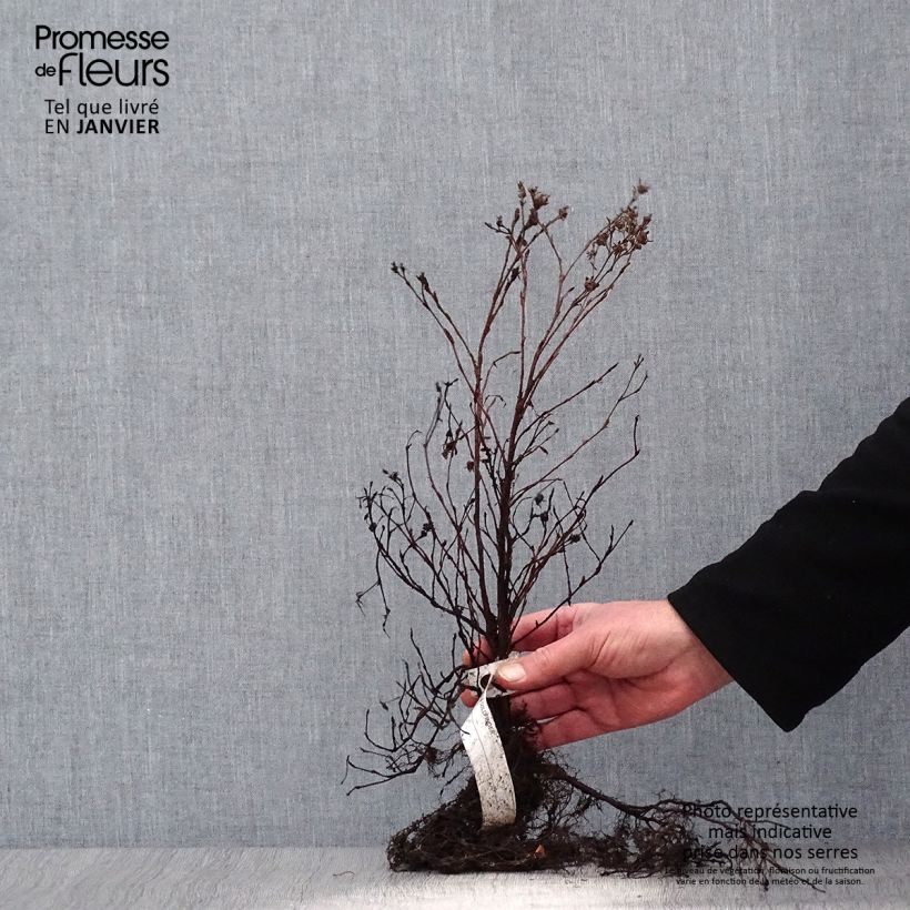 Example of Potentilla fruticosa Goldfinger Piante piccole a radice nuda as you get in hiver