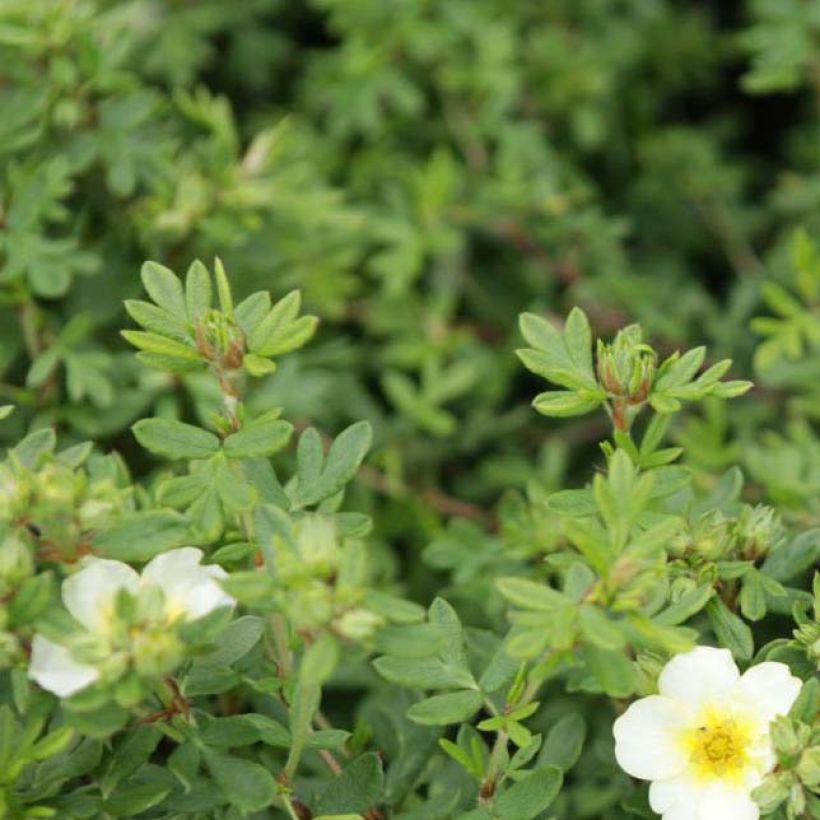 Potentilla fruticosa Limelight (Foliage)