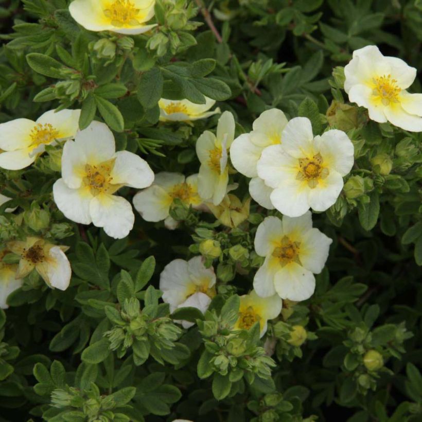 Potentilla fruticosa Limelight (Flowering)