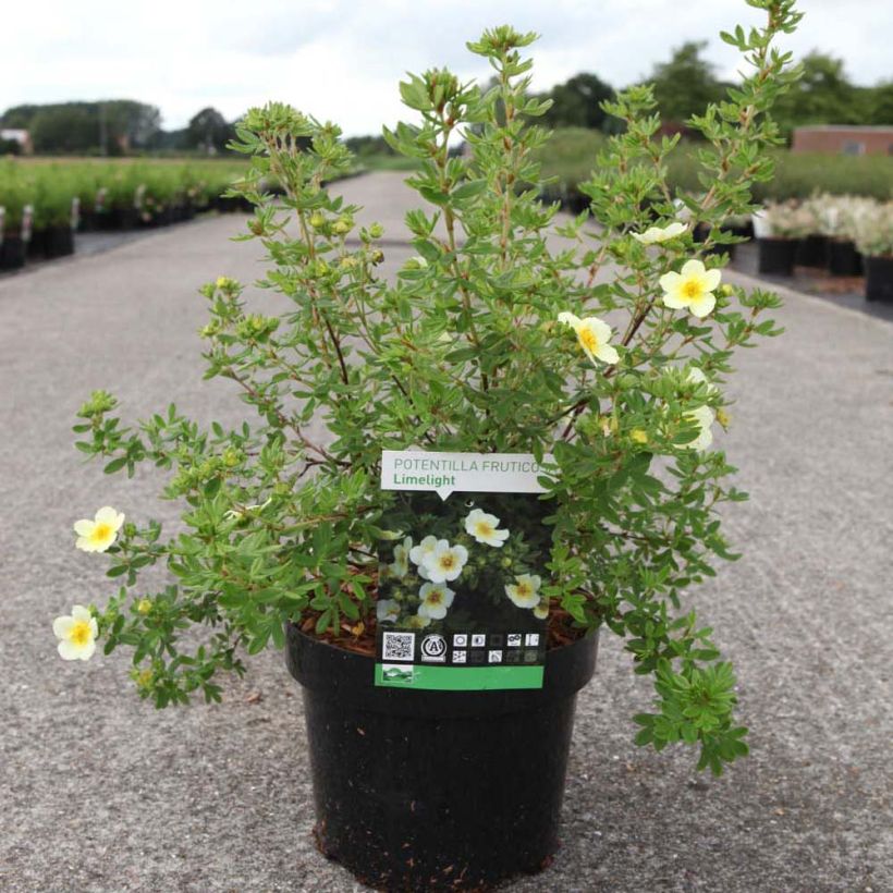 Potentilla fruticosa Limelight (Plant habit)