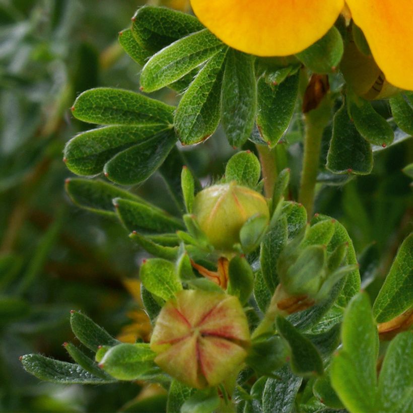 Potentilla fruticosa Mandarin Tango (Fogliame)