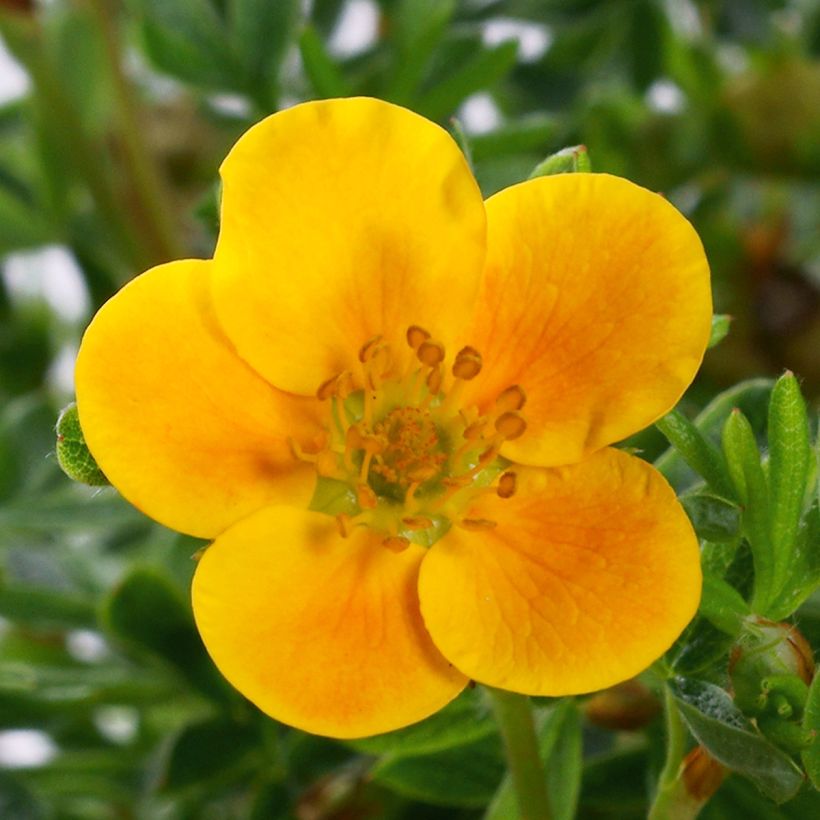 Potentilla fruticosa Mandarin Tango (Fioritura)