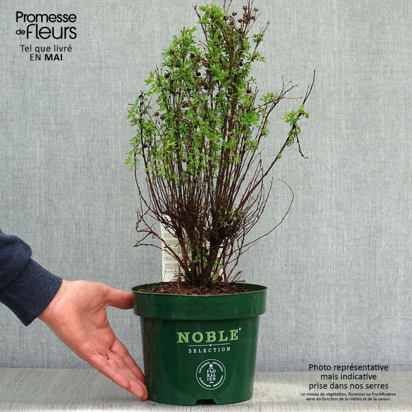 Example of Potentilla fruticosa Mango Tango Vaso da 2L/3L as you get in printemps