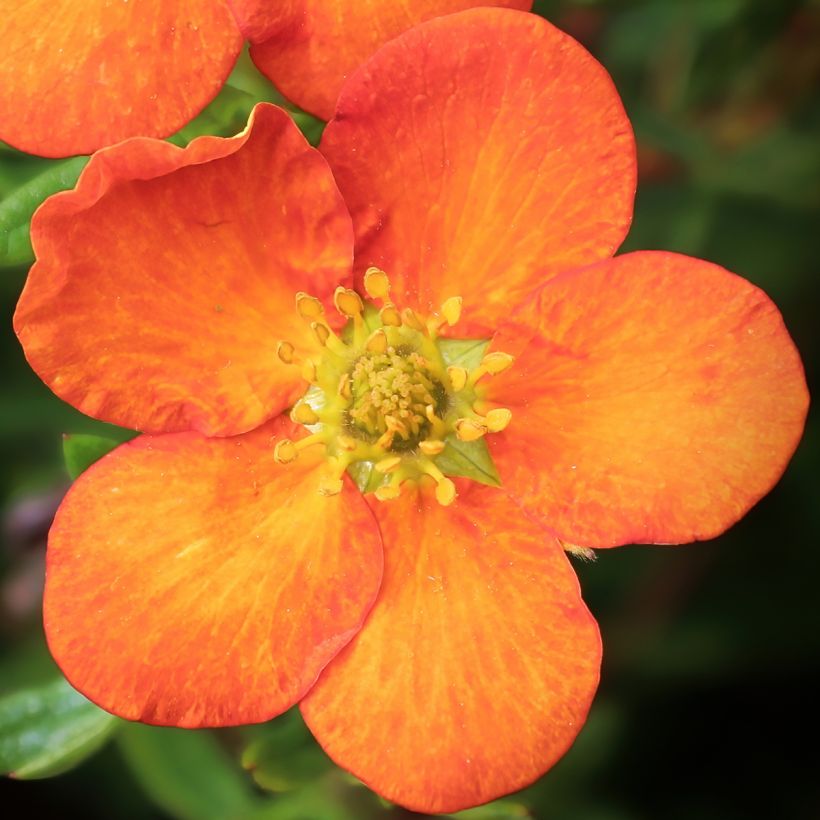 Potentilla fruticosa Orangissima (Flowering)
