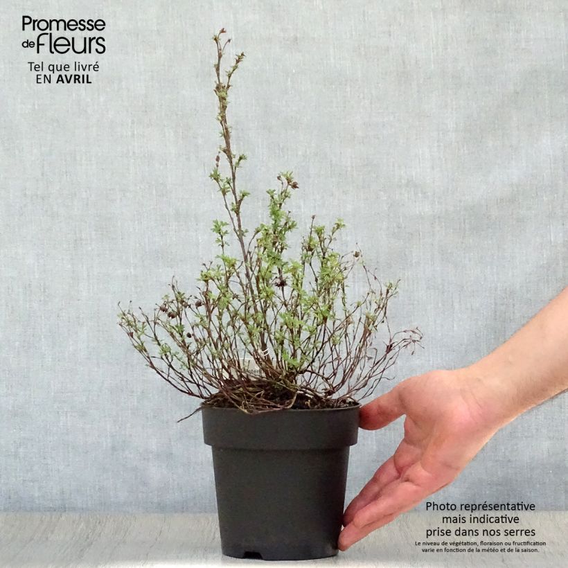 Example of Potentilla fruticosa Red Ace Vaso da 1L/1,5L as you get in printemps