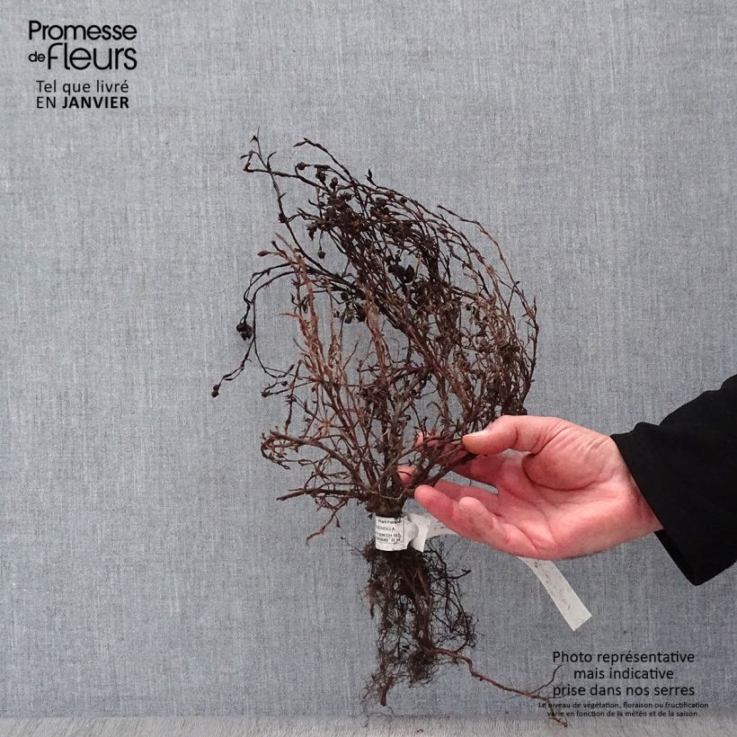 Example of Potentilla fruticosa Red Ace Piante piccole a radice nuda as you get in hiver