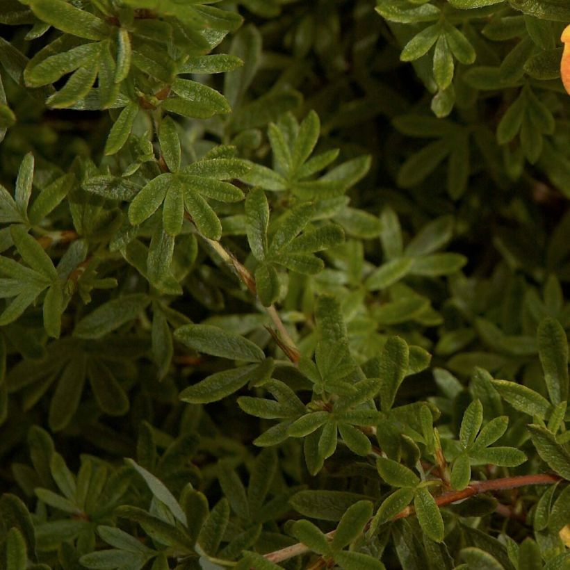 Potentilla fruticosa Red Ace (Foliage)