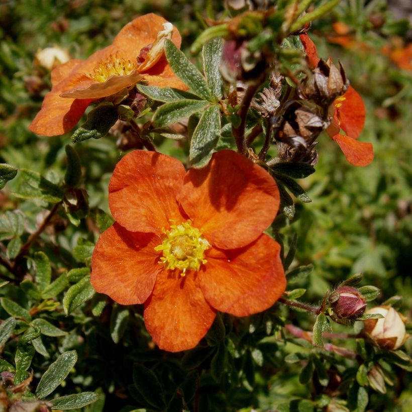 Potentilla fruticosa Red Ace (Flowering)