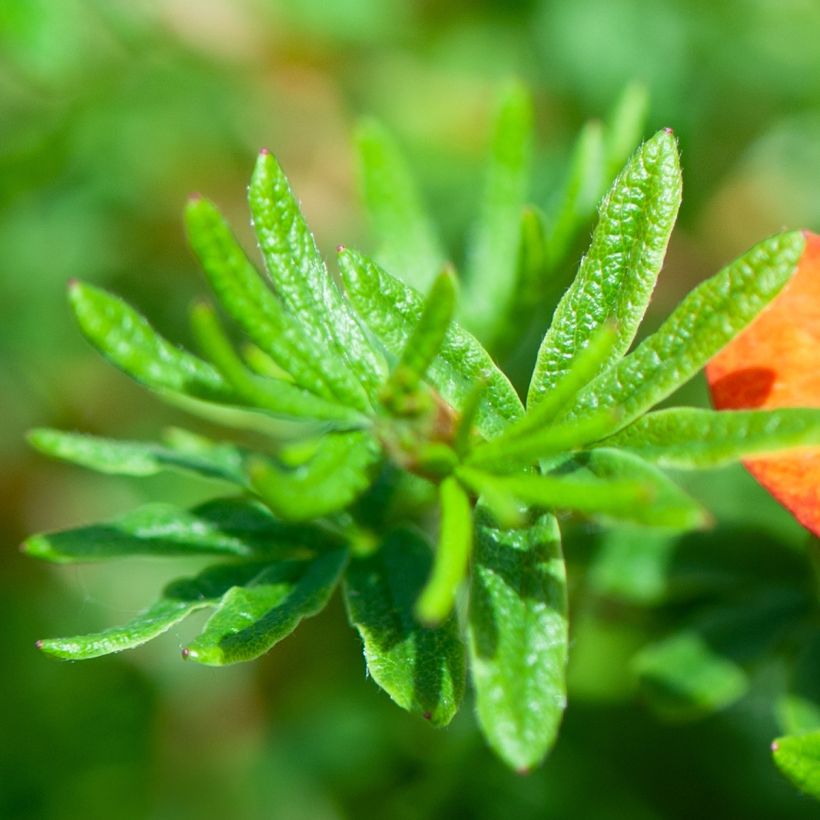 Potentilla fruticosa Red joker (Foliage)