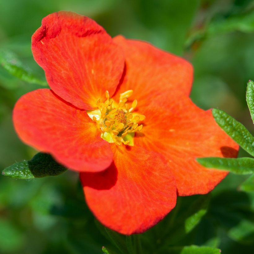 Potentilla fruticosa Red joker (Flowering)