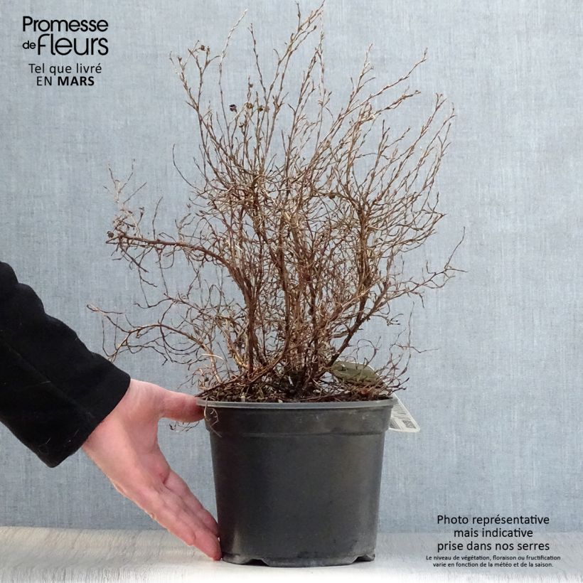 Example of Potentilla fruticosa Tangerine Vaso da 2L/3L as you get in printemps