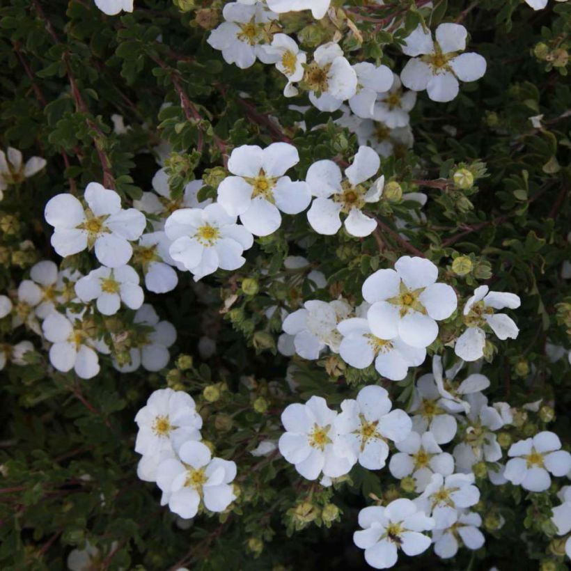 Potentilla fruticosa White Lady (Flowering)