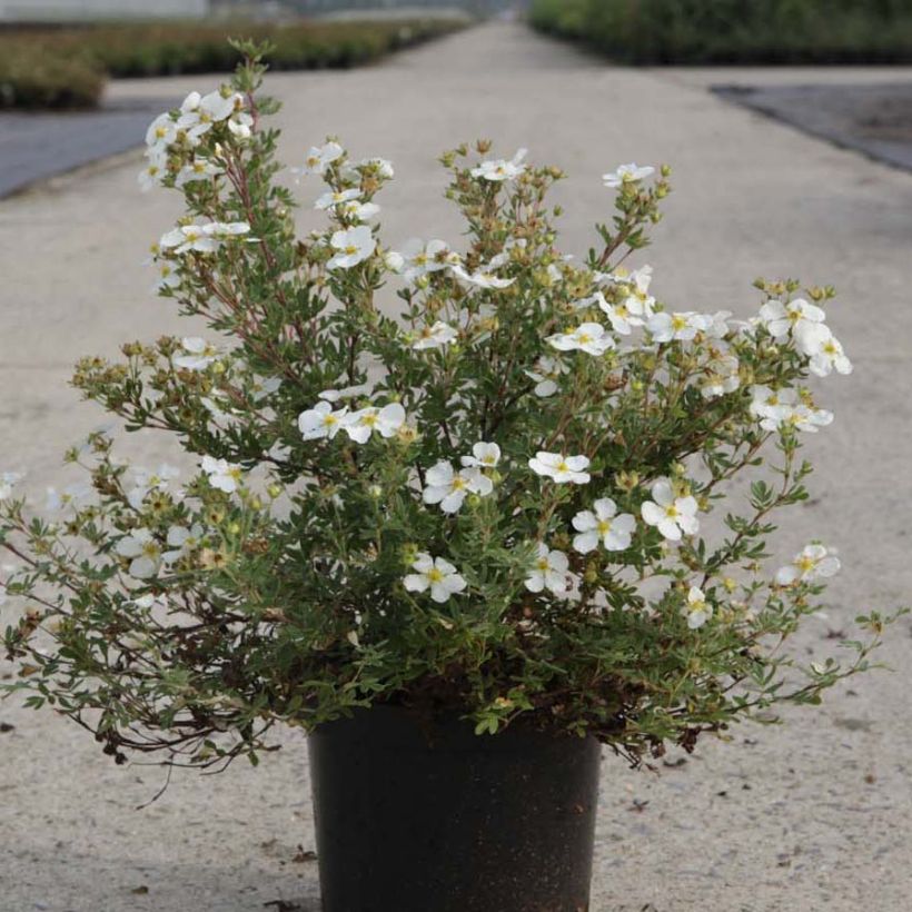 Potentilla fruticosa White Lady (Plant habit)
