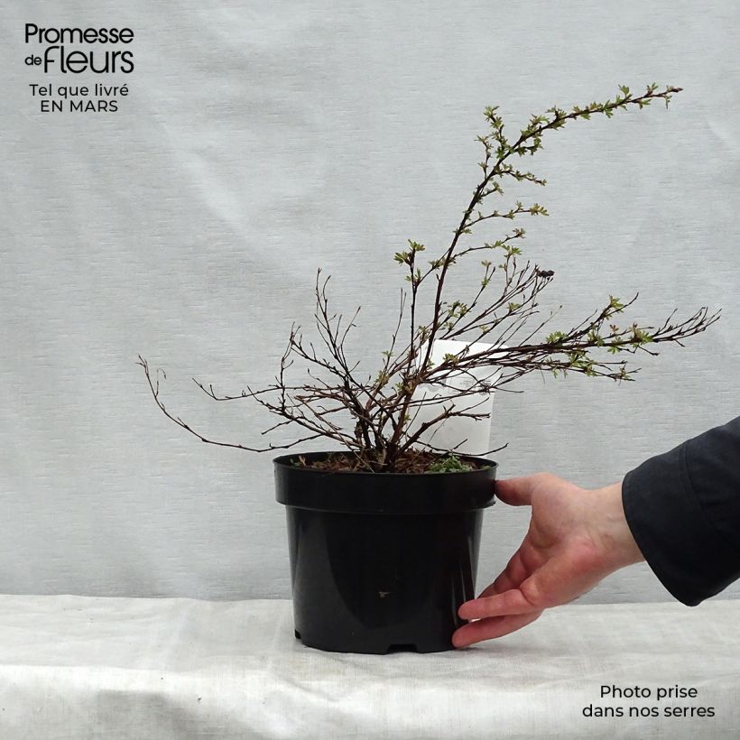 Example of Potentilla fruticosa White Lady Vaso da 3L/4L as you get in printemps