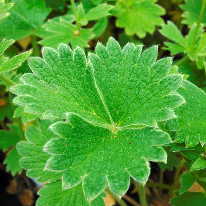 Potentilla megalantha (Foliage)