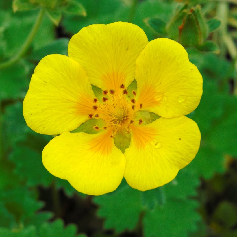 Potentilla megalantha (Flowering)