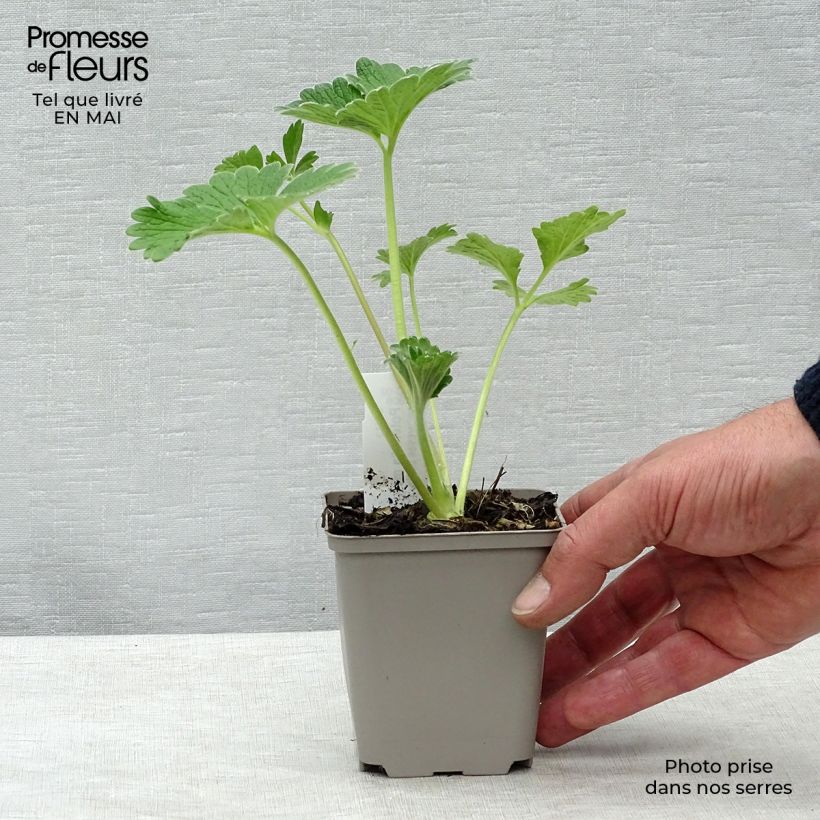 Example of Potentilla megalantha Vasetto da 8/9 cm as you get in printemps