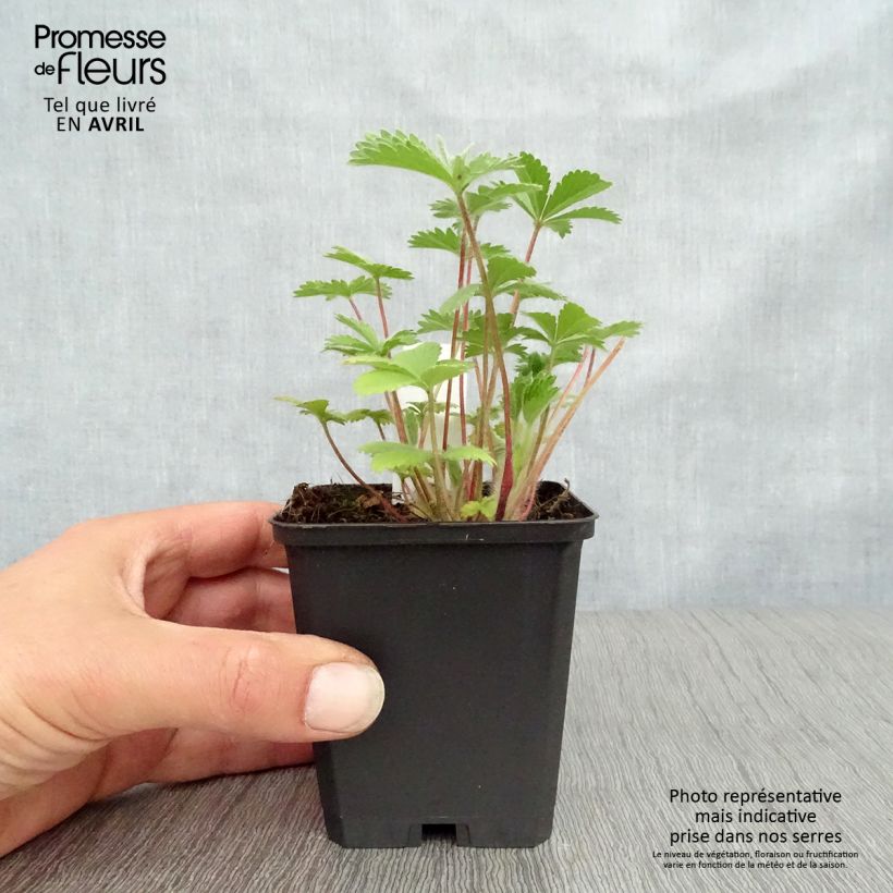 Example of Potentilla nepalensis Miss Willmot Vasetto da 8/9 cm as you get in printemps