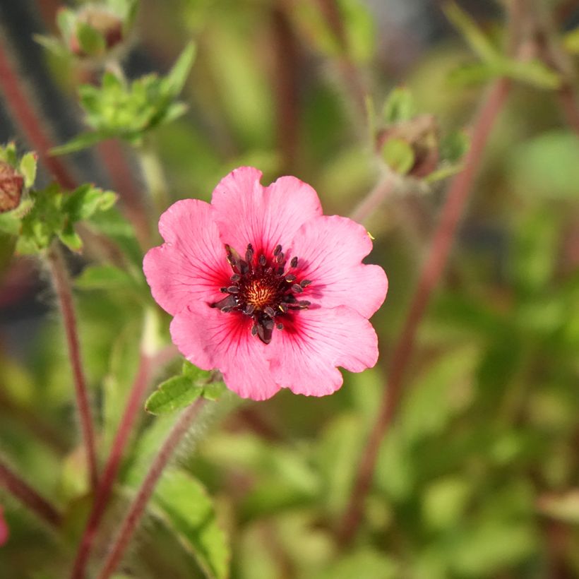 Potentilla nepalensis Miss Willmot (Flowering)