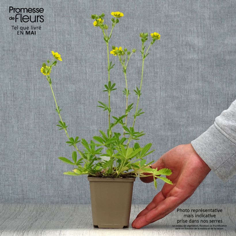 Example of Potentilla recta Warrenii Vasetto da 8/9 cm as you get in printemps