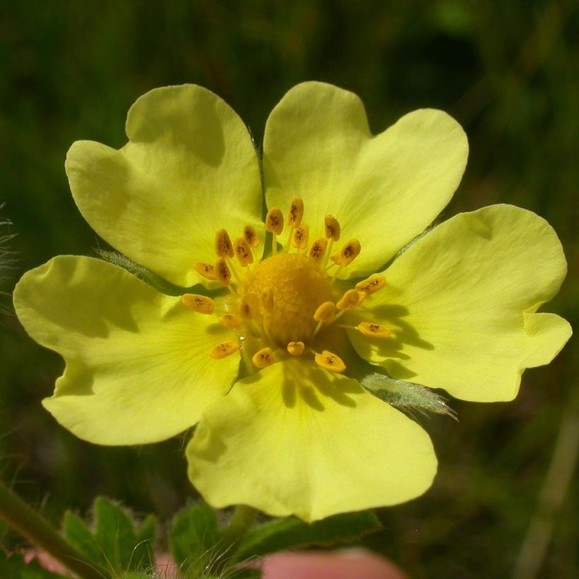 Potentilla recta Warrenii (Flowering)