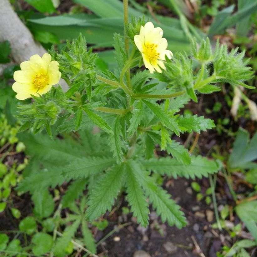 Potentilla recta Warrenii (Plant habit)