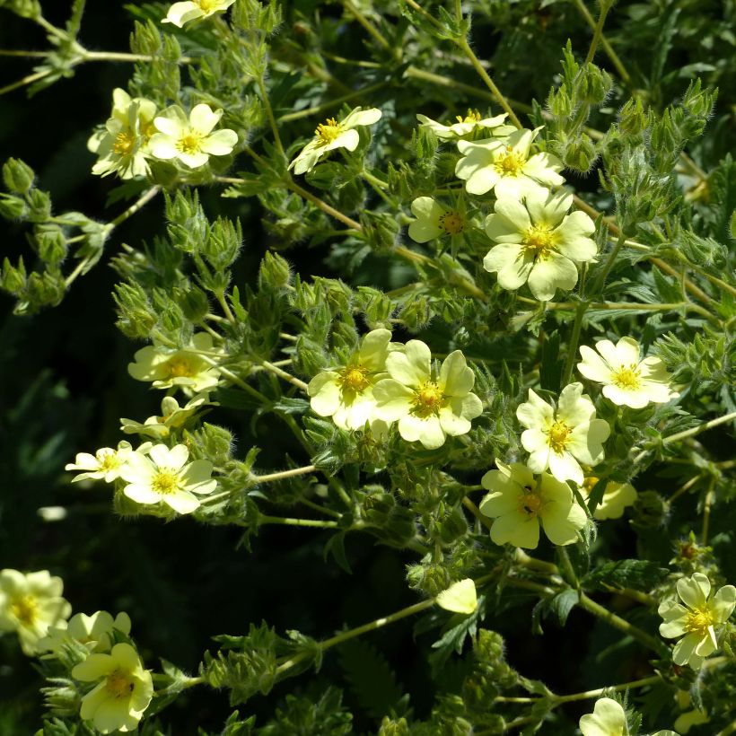 Potentilla recta var. sulphurea (Flowering)
